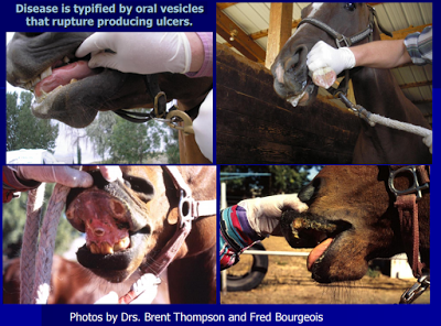 VS (Vesicular Stomatitis) and Your Horse