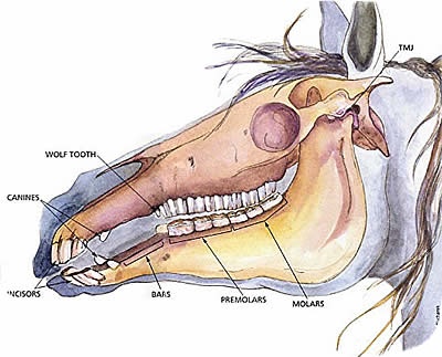 Horse Head Anatomy - Photo Credit Unknown