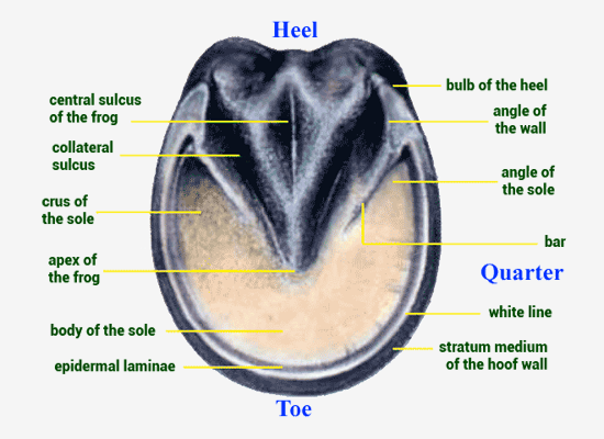 Hoof Anatomy - Bottom