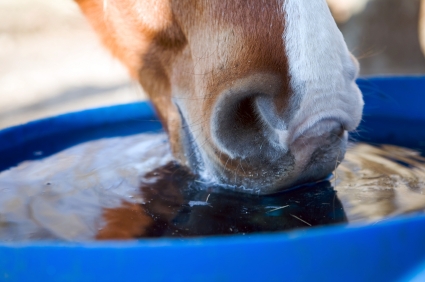 Horse Drinking Water in Cold Weather