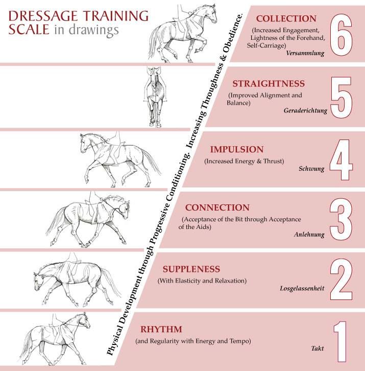 Impulsion - Training Scale