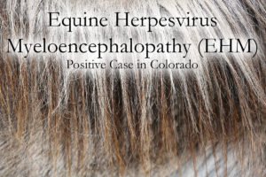 EHV - Equine HerpesVirus