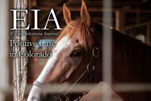 EIA Positive Horse in Colorado