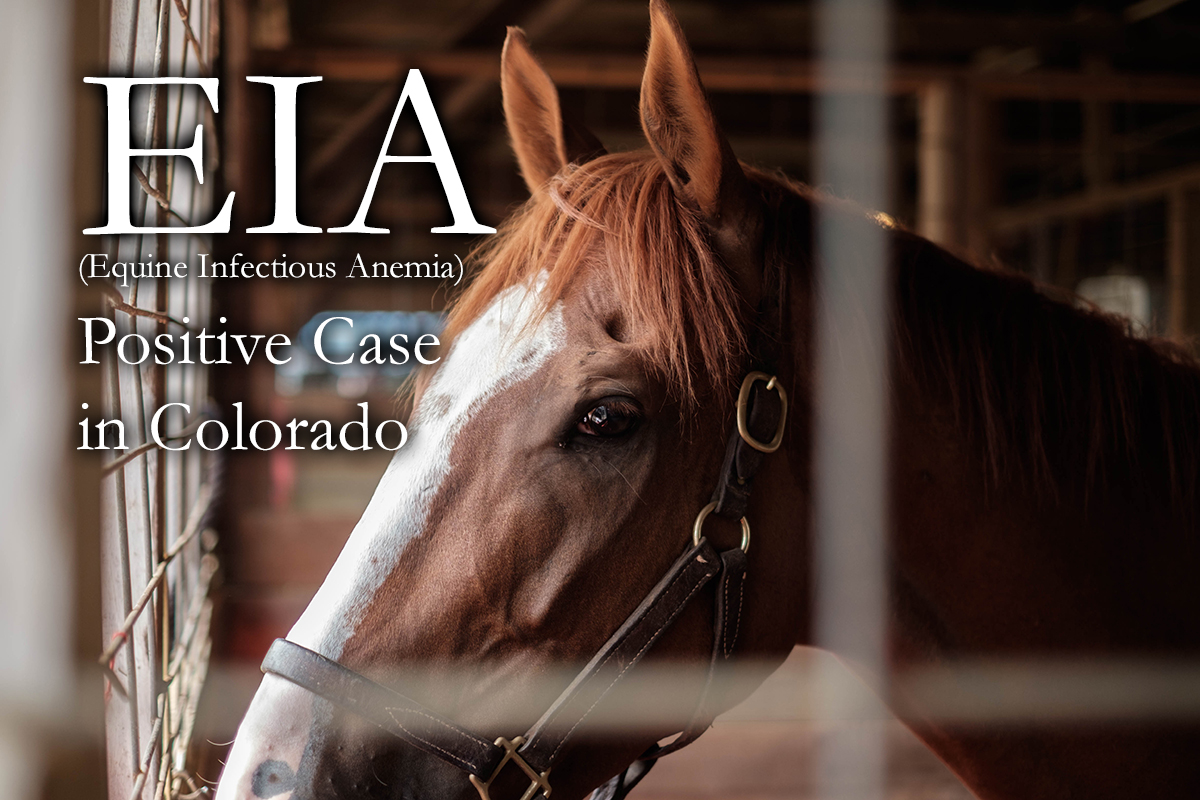 EIA (Equine Infectious Anemia) – EIA Positive Horse in Colorado
