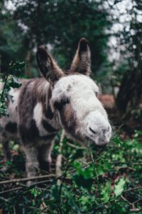 More great facts about donkeys!