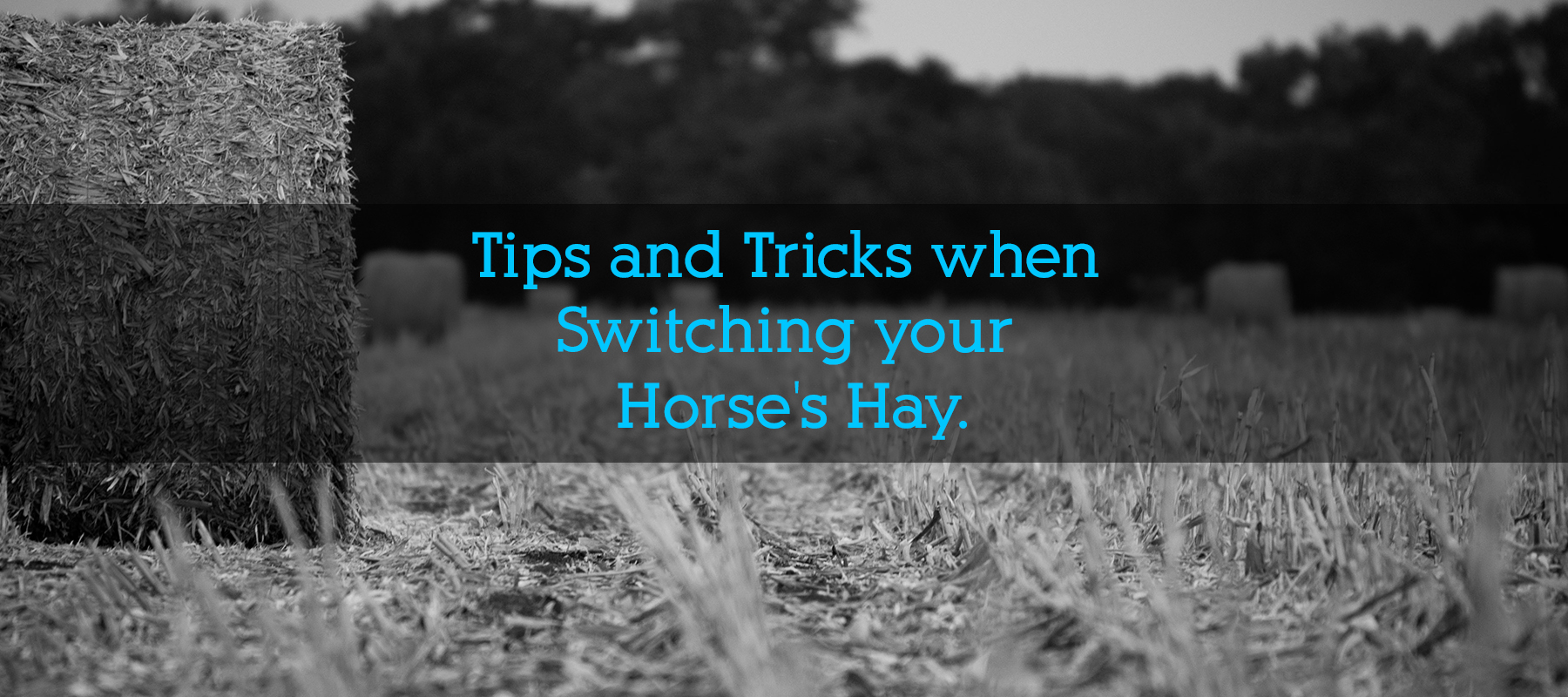 Tips and Tricks when Switching your Horse's Hay.