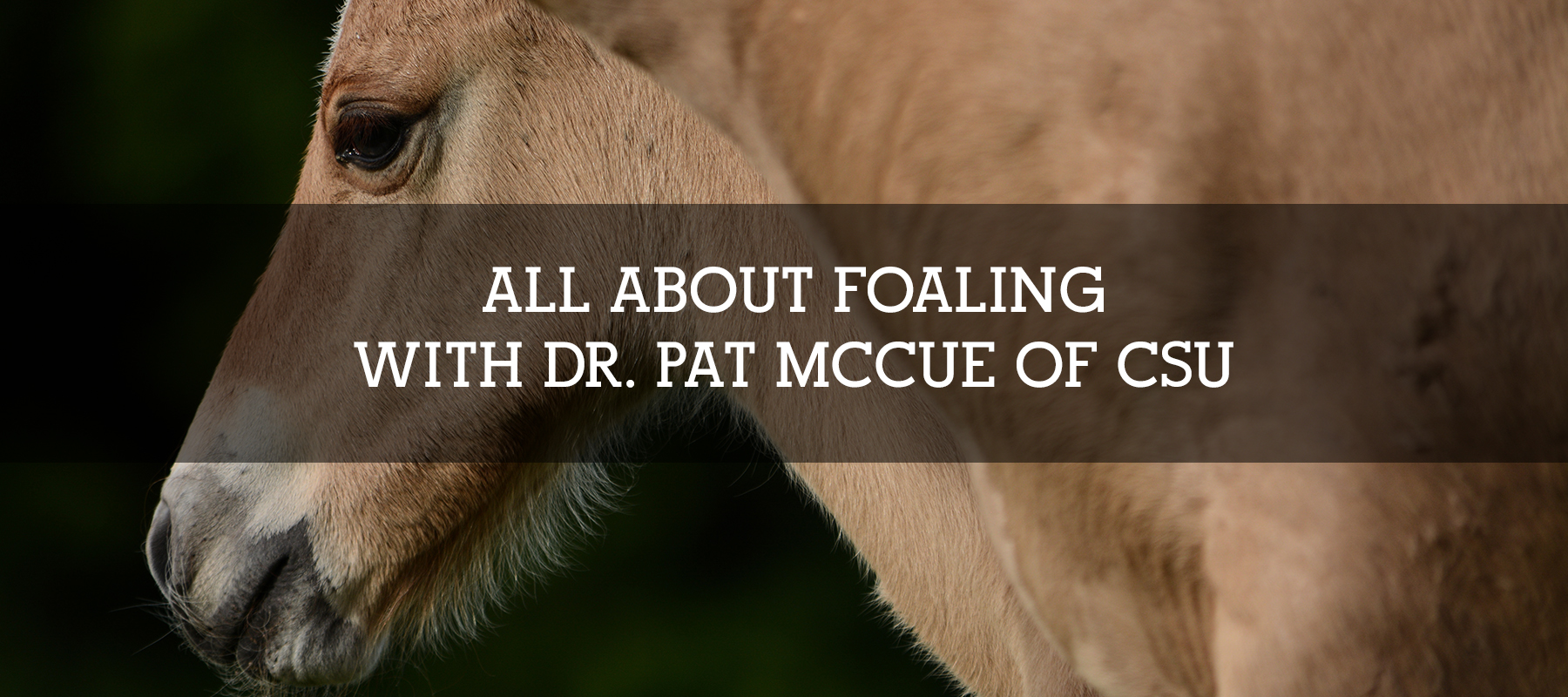 ALL ABOUT FOALING WITH DR. PAT MCCUE OF CSU