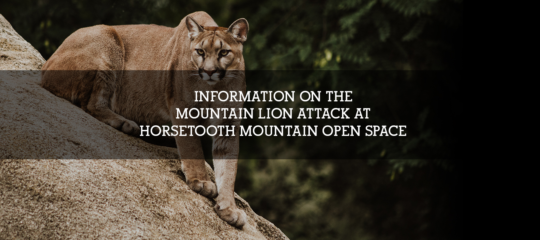 Mountain Lion Attack in Colorado