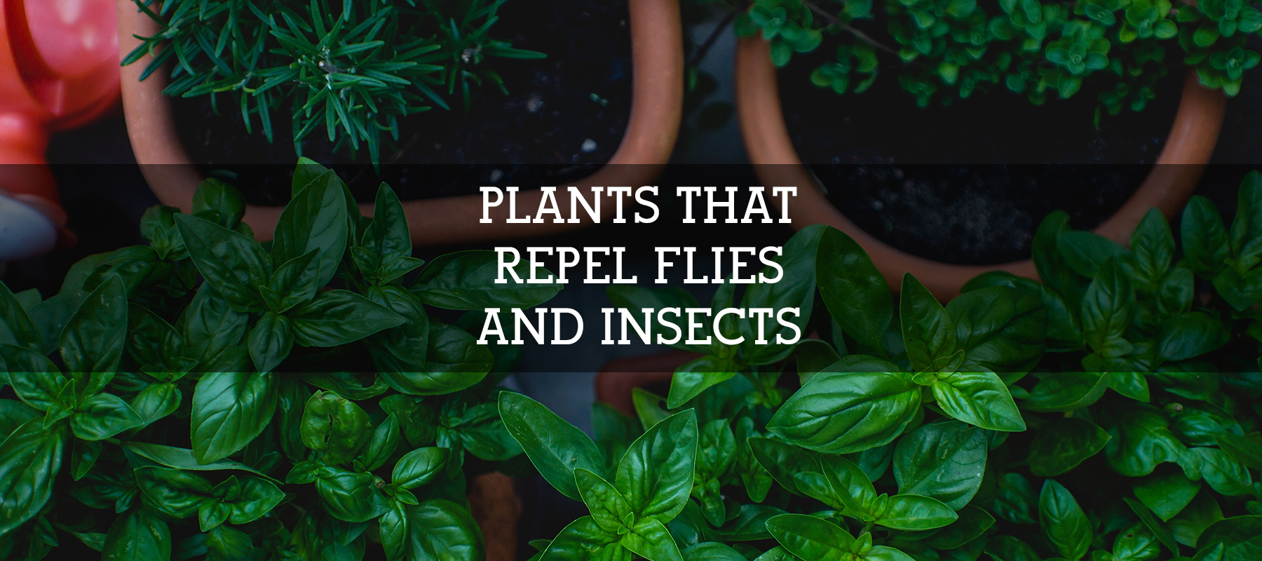 Plants that Repel Flies and Insects