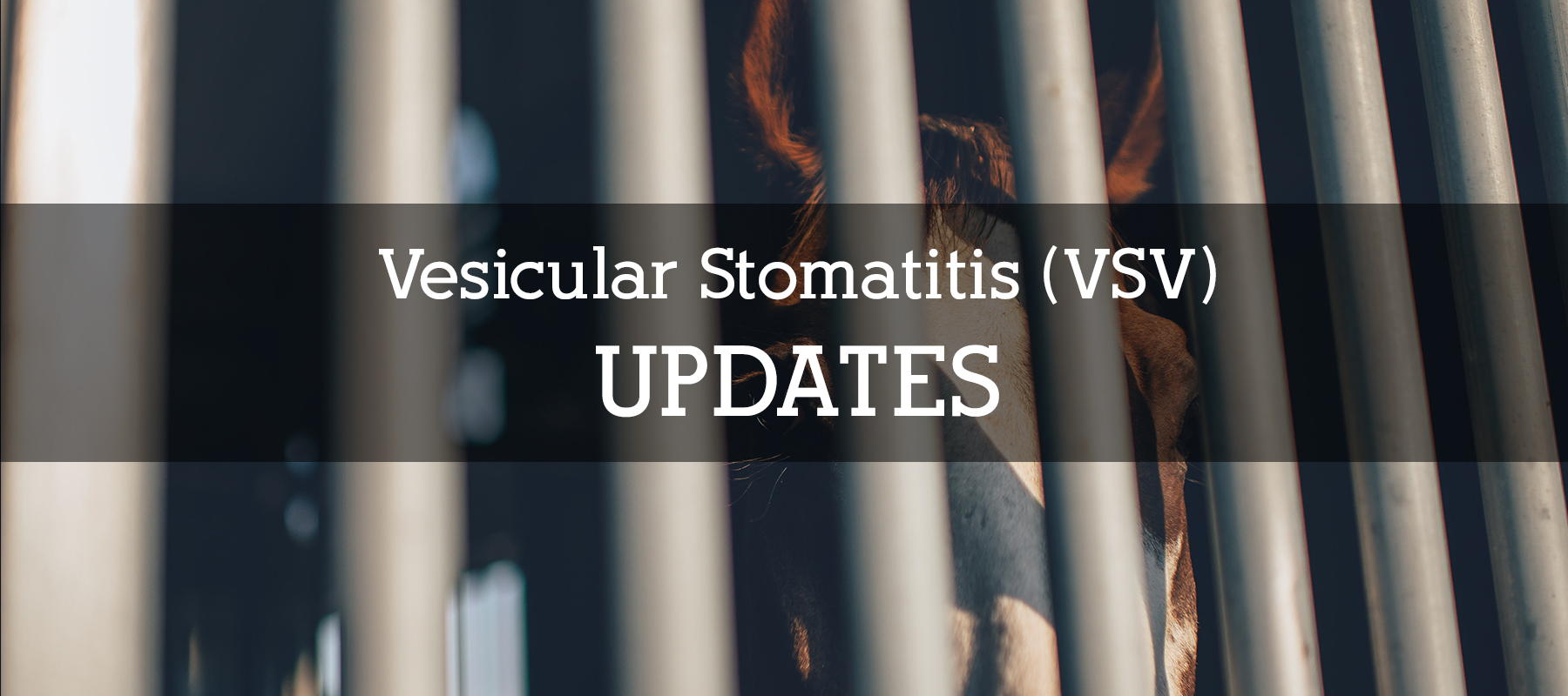 VSV (Vesicular Stomatitis) Confirmed in Colorado