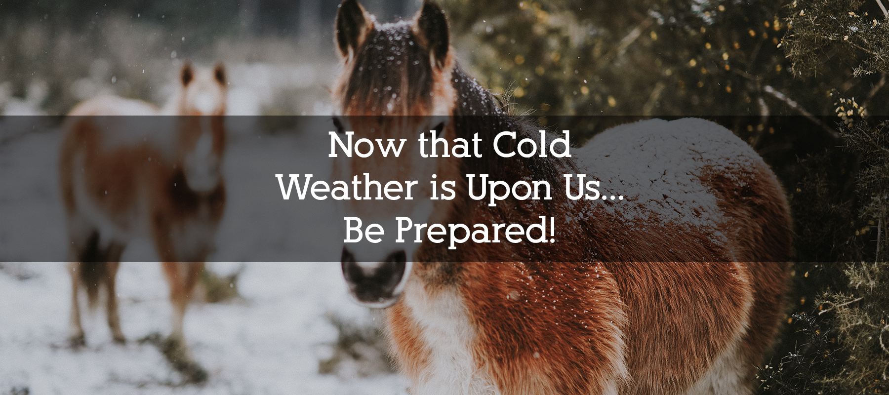 Cold Weather and Winter Tips for your Horse in Colorado