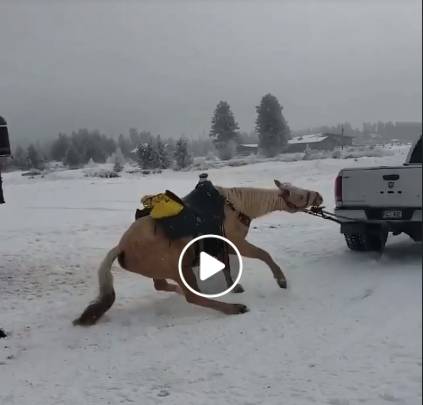 Horse being dragged by a truck in Colorado