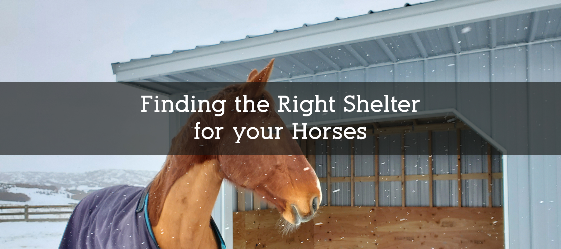 Finding the Right Shelter for your Horse