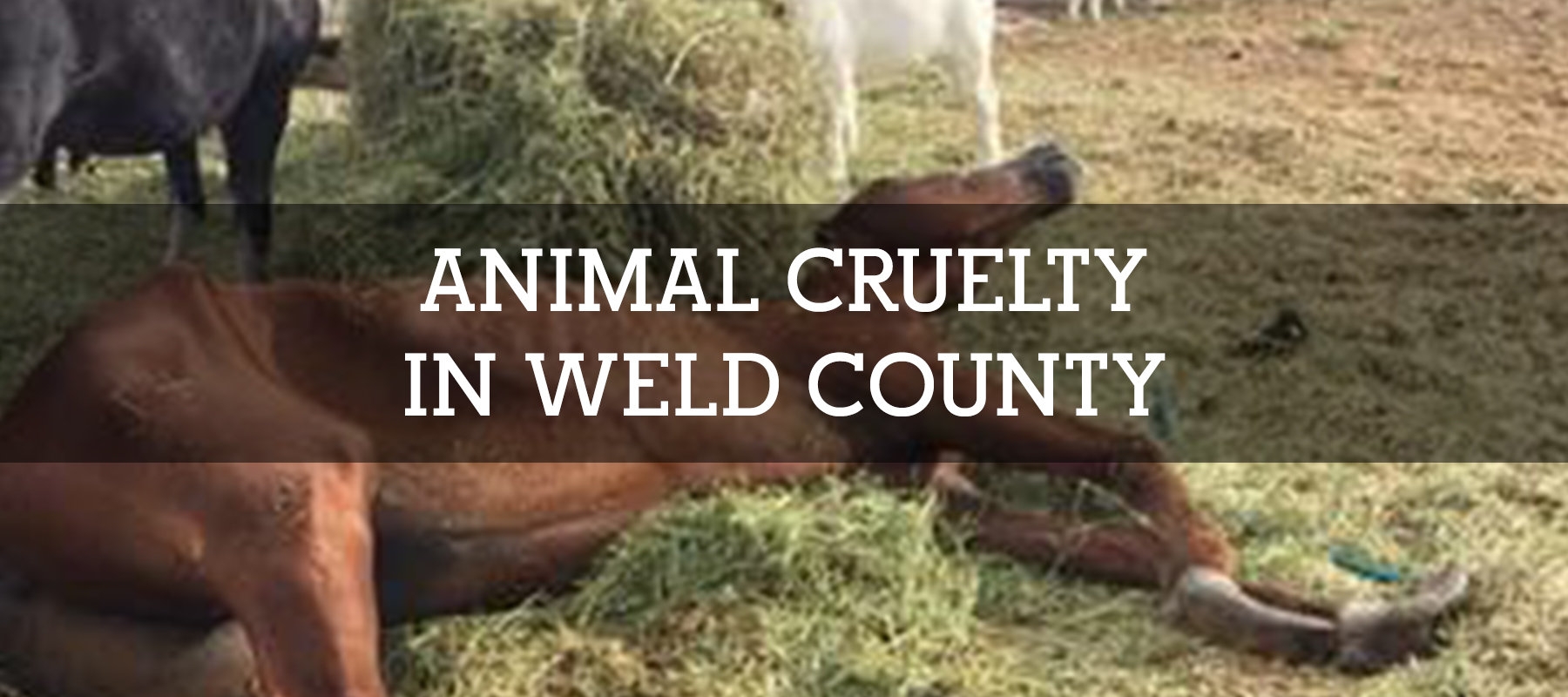 Animal Cruelty in Weld County