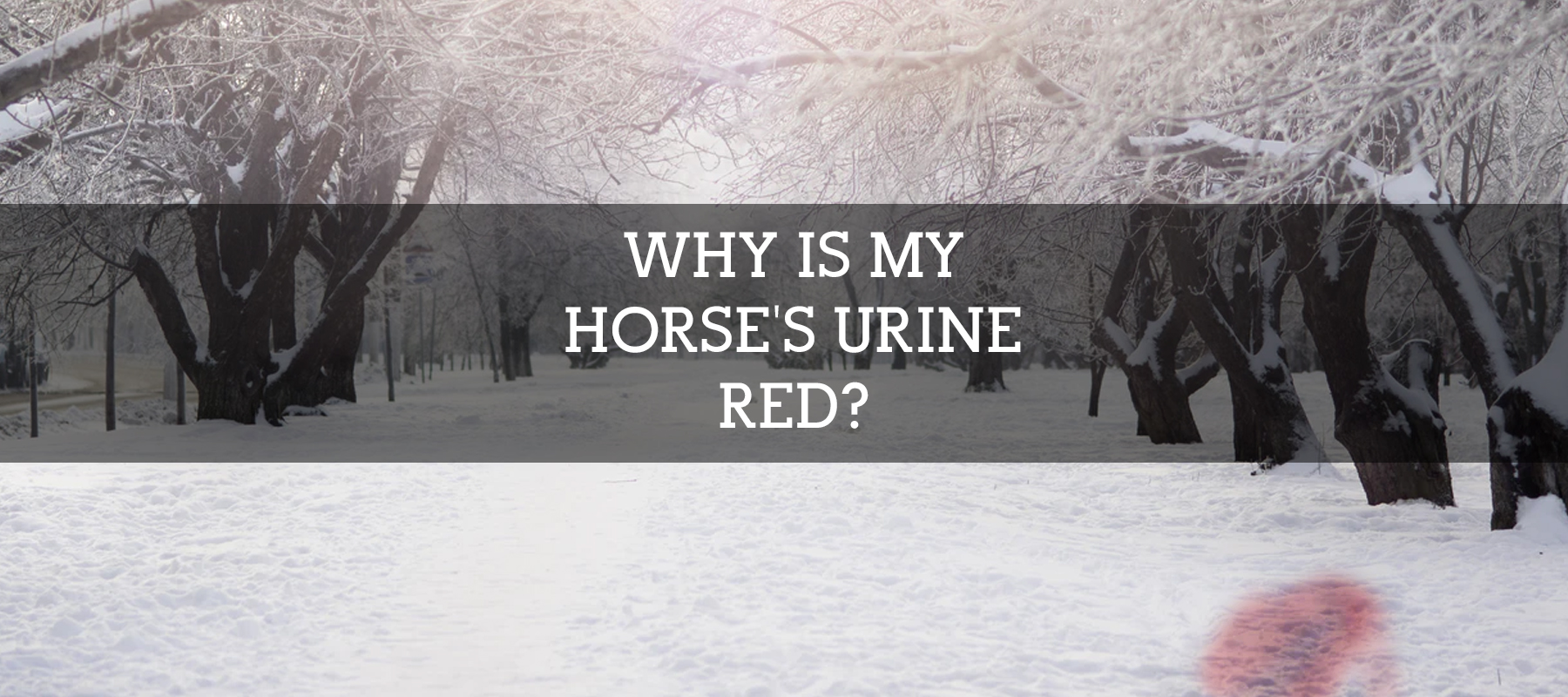 Why is my Horses Urine Red