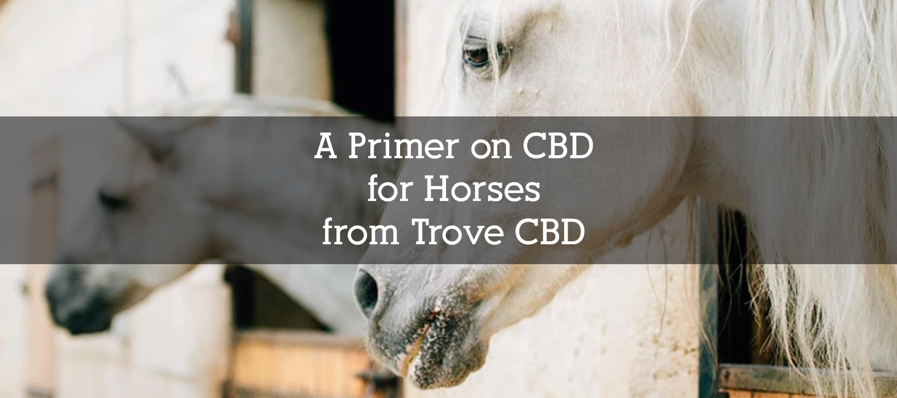 A Primer on CBD for Horses from Trove CBD