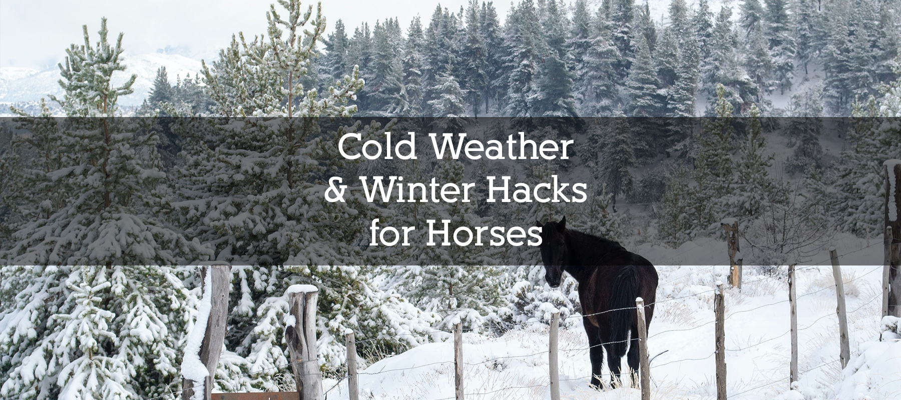 Cold Weather & Winter Hacks for Horses