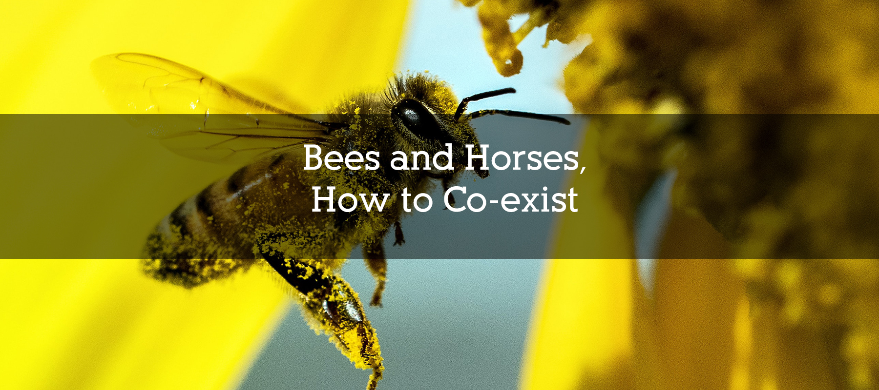 Bees and Horses, How to Coexist