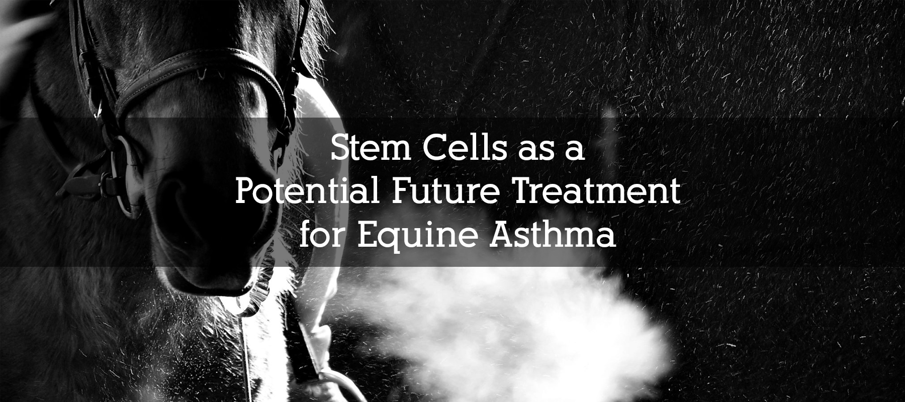 Stem Cells as a Potential Future Treatment for Equine Asthma