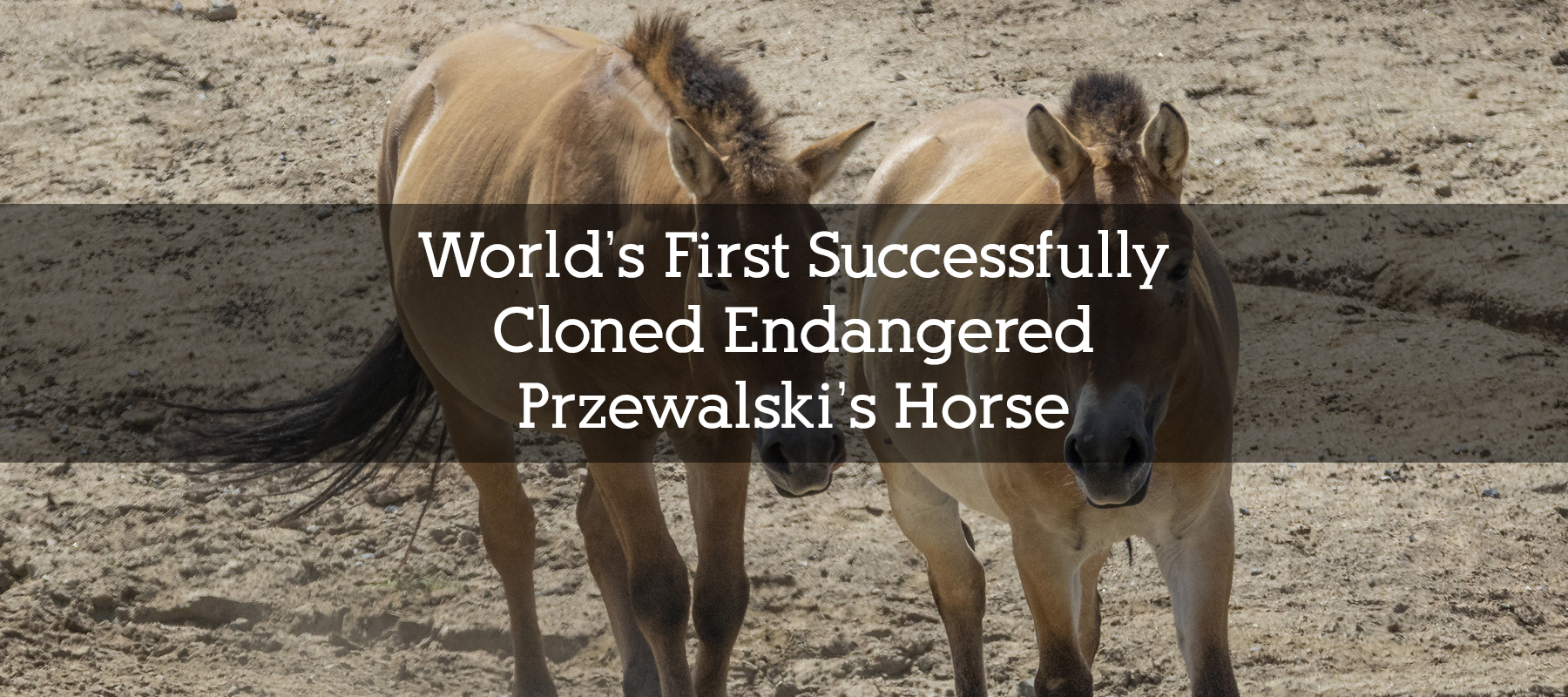 World’s First Successfully Cloned Endangered Przewalski’s Horse Now Learning the Language of Wild Horses