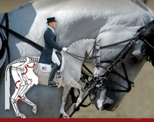 Biomechanics of the Equine Athlete with Dr. Gerd Heuschmann @ CH Equine |  |  | 