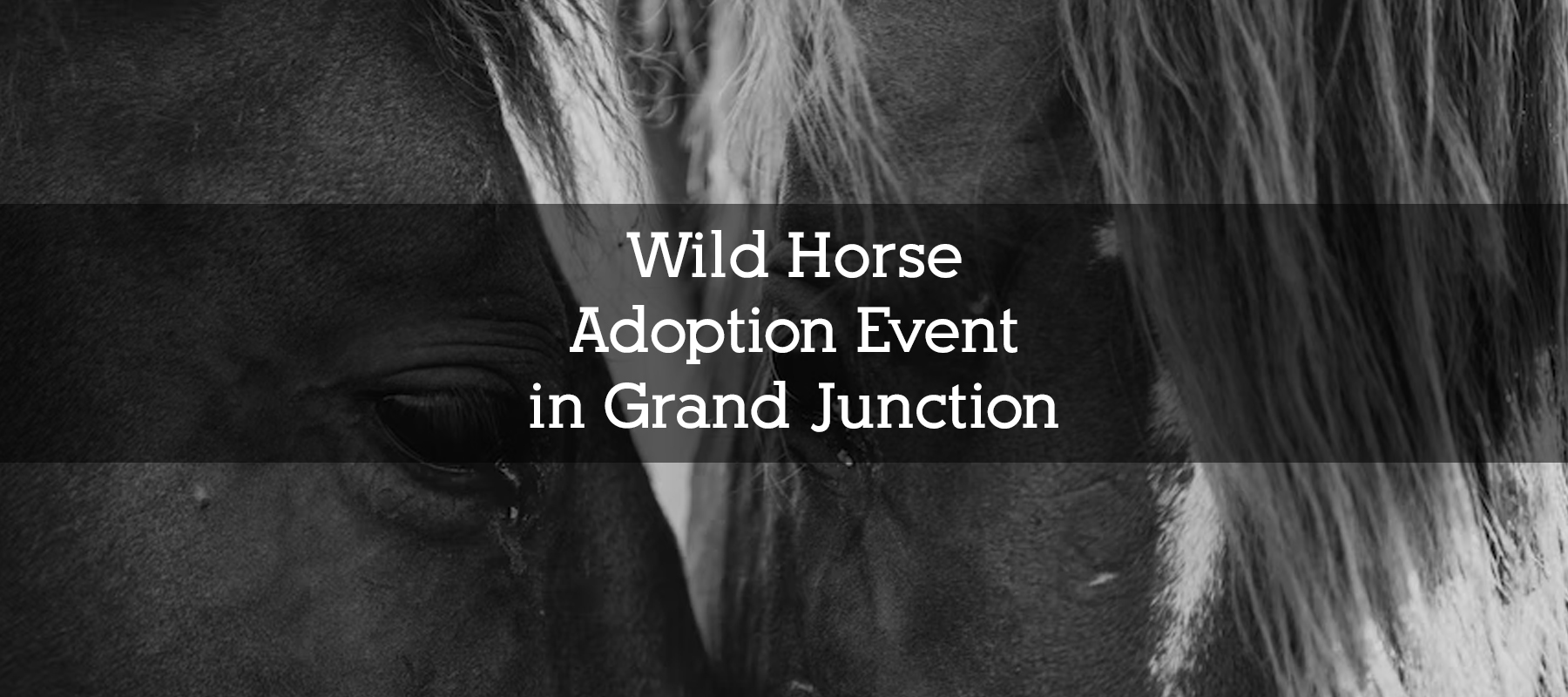 Wild Horse Adoption Event in Grand Junction