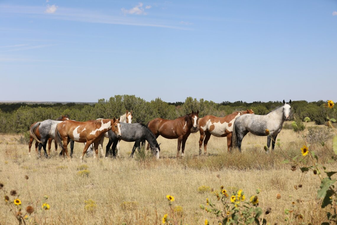 The Wild Animal Sanctuary Acquires 22,450 Acres of Land for Newly Formed Wild Horse Refuge Property