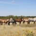 The Wild Animal Sanctuary Acquires 22,450 Acres of Land for Newly Formed Wild Horse Refuge Property