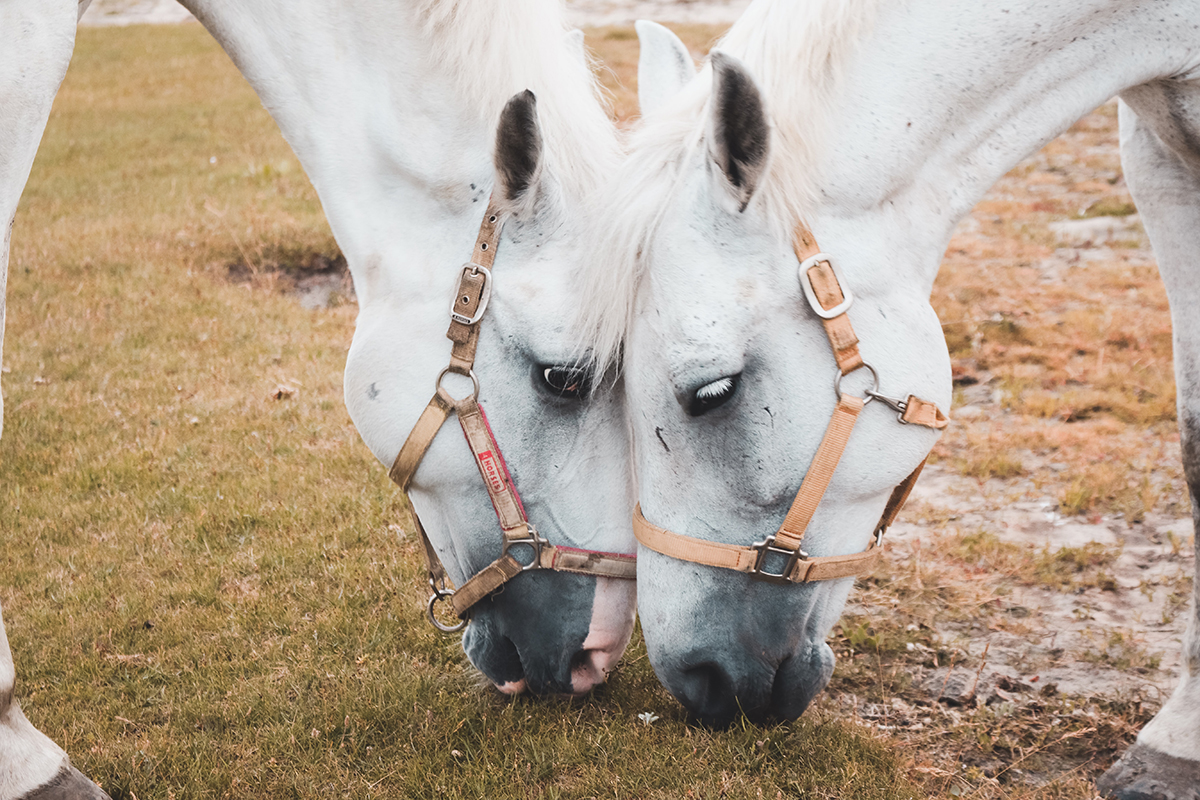 The Importance of All-Day Forage: Why Horses Thrive on Continuous Grazing