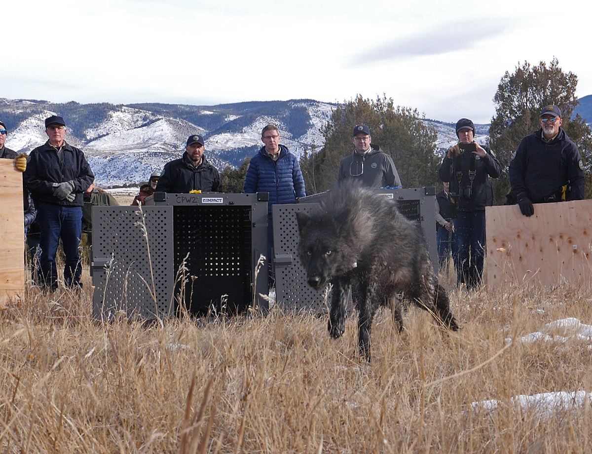 Colorado Parks and Wildlife released gray wolves on Colorado’s Western Slope