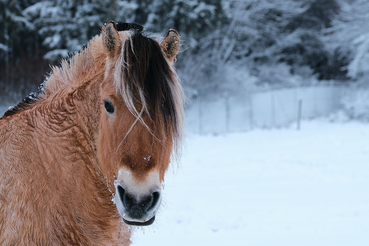 Battling the Chill: Your Equine Companions & the Upcoming Arctic Blast