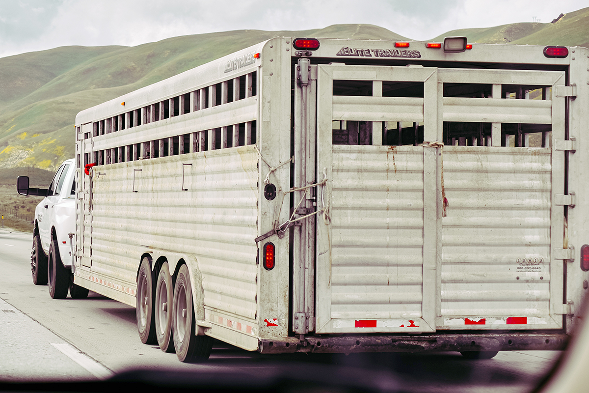 Choosing a Horse Shipper: 12 Vital Questions to Ask