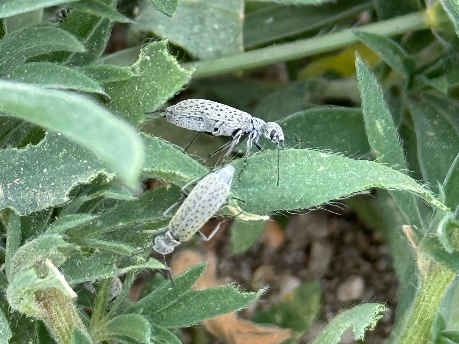 Blister Beetles Found in Colorado: A Serious Concern for Ranchers and Livestock Owners