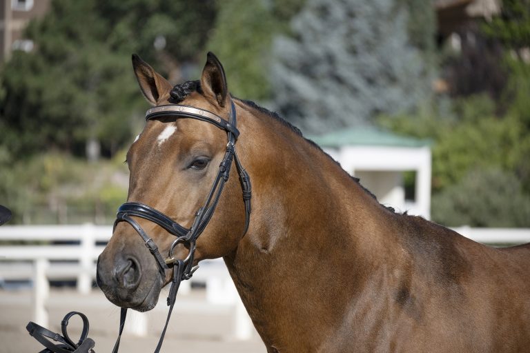 Horse Show Photographer in Colorado 7 768x512