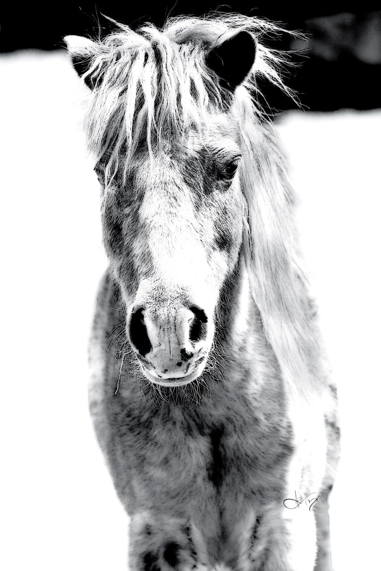 Bold B&W Digital Illustration