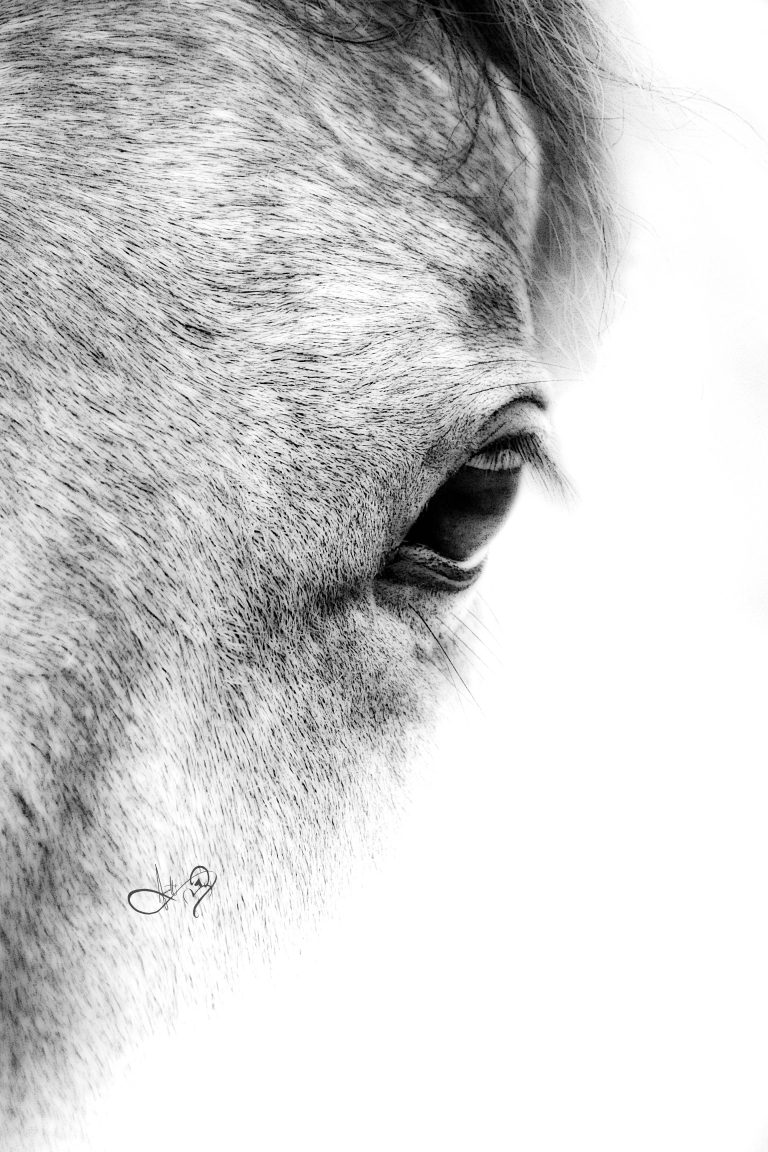 Bold B&W Digital Illustrations