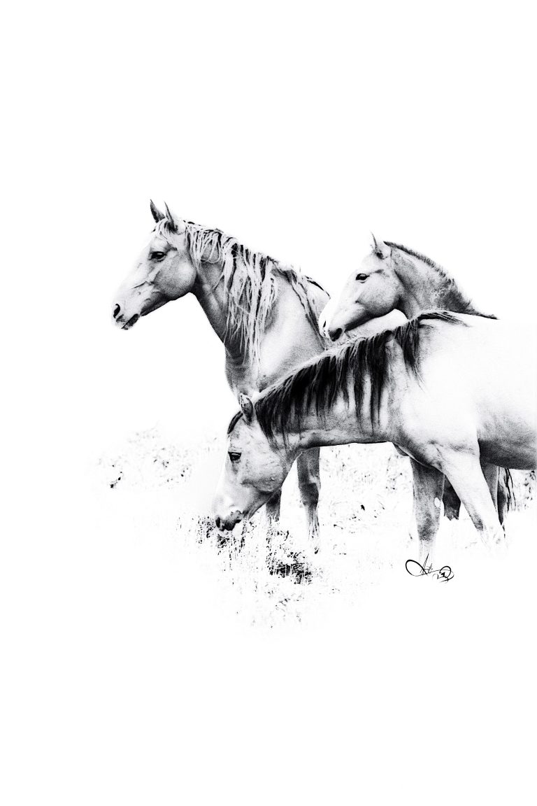 BW download.IMG 1087 768x1152