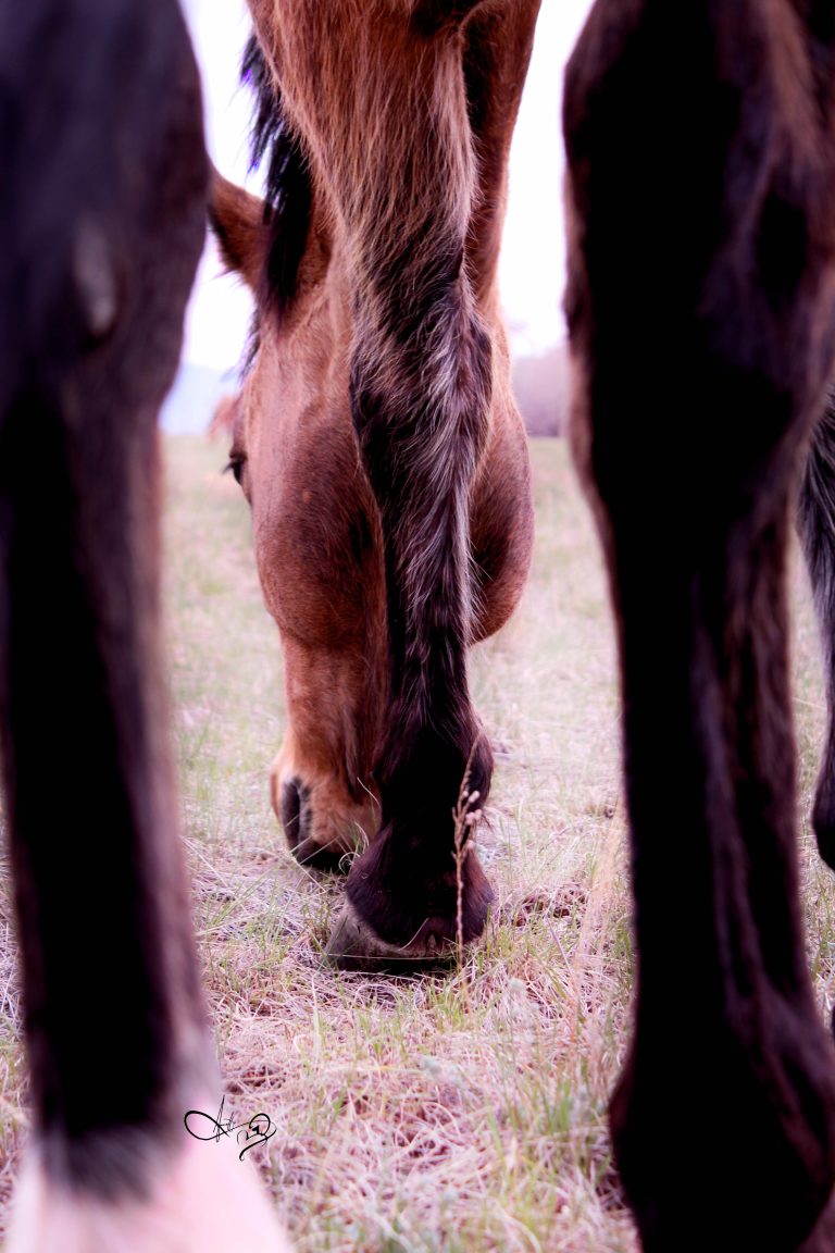 Between the Legs.IMG 1352.snapshot 768x1152