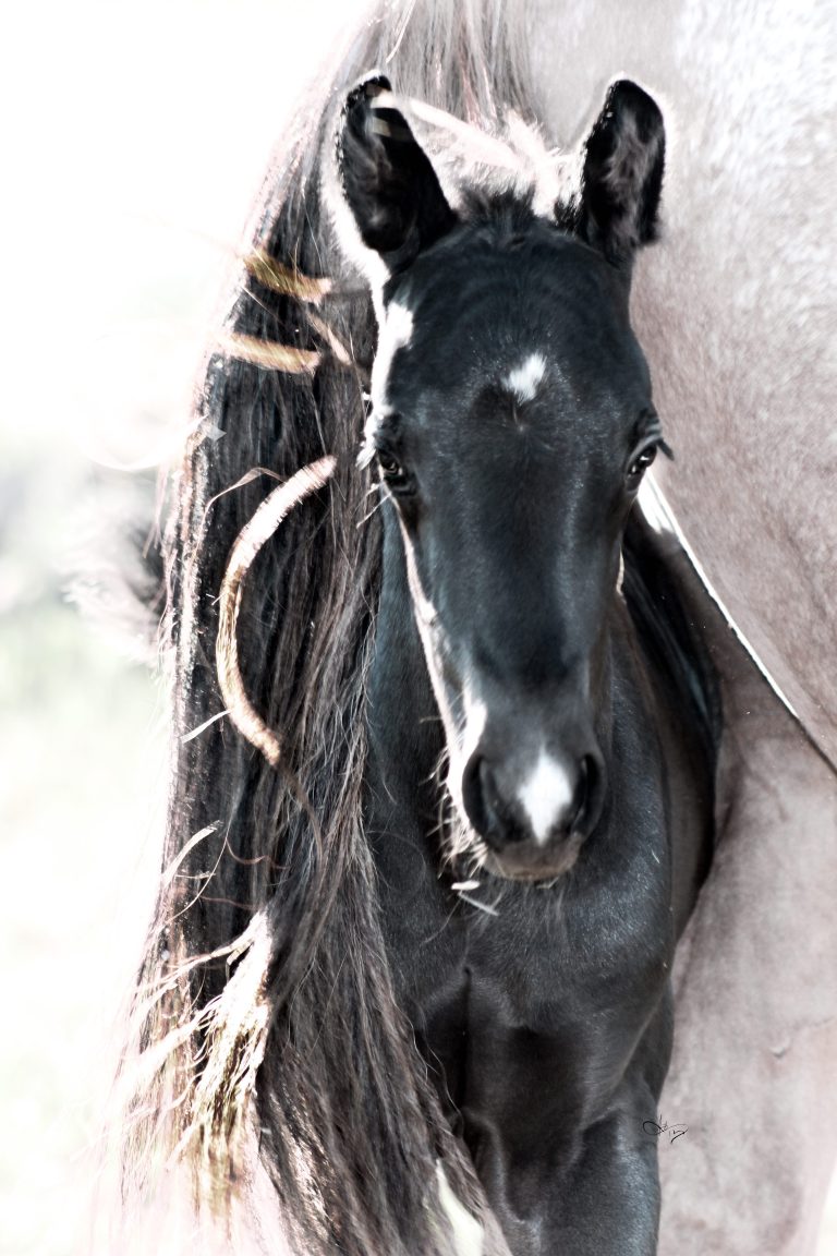 IMG 0365.under tail. download 768x1152