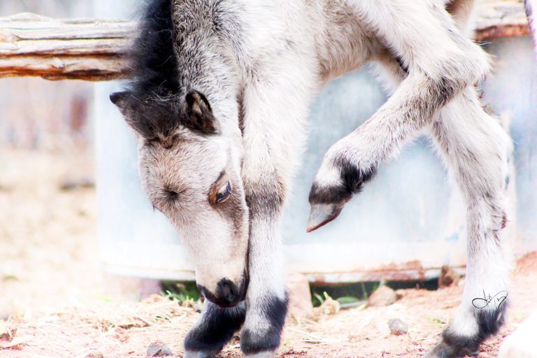 IMG 0968.MiniMustang.download 768x512