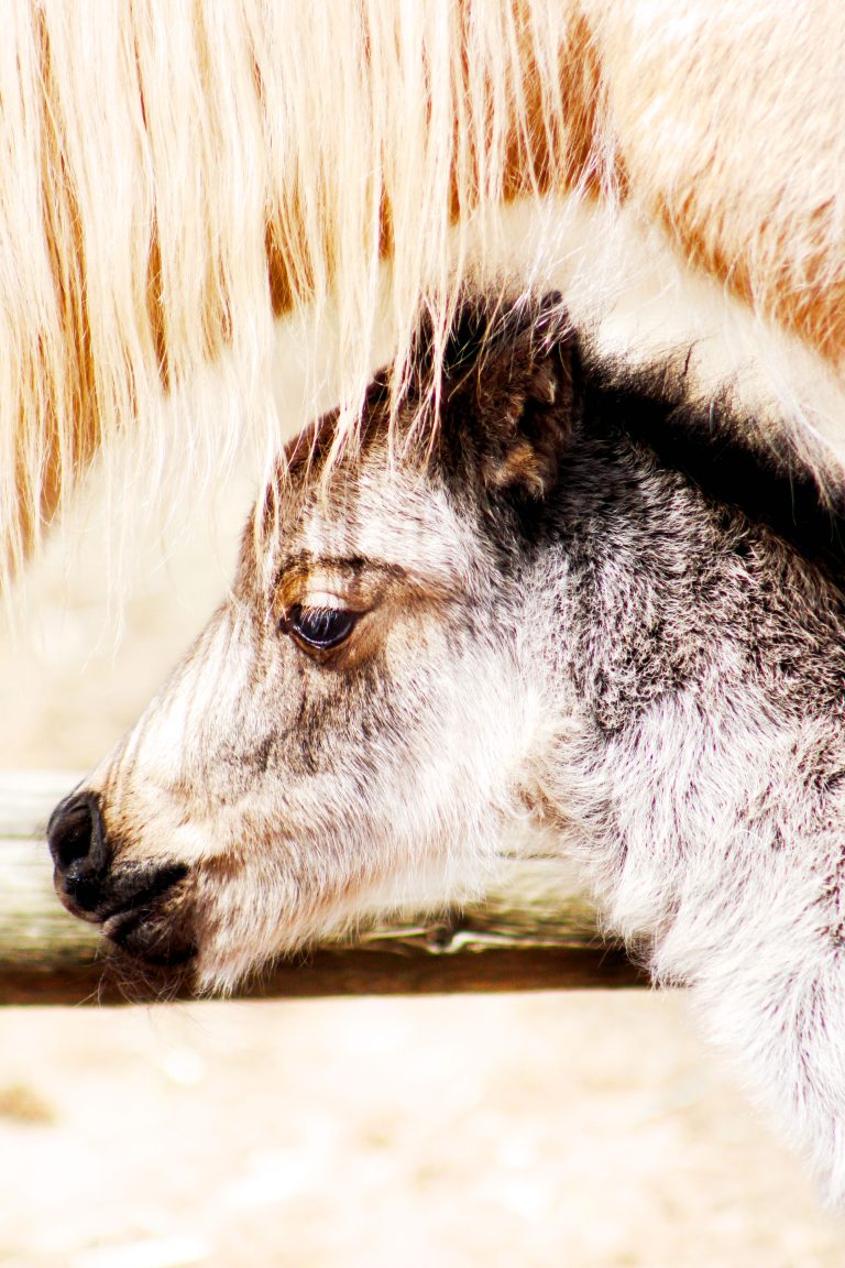 IMG 1165.Mini Mustang.download 768x1152