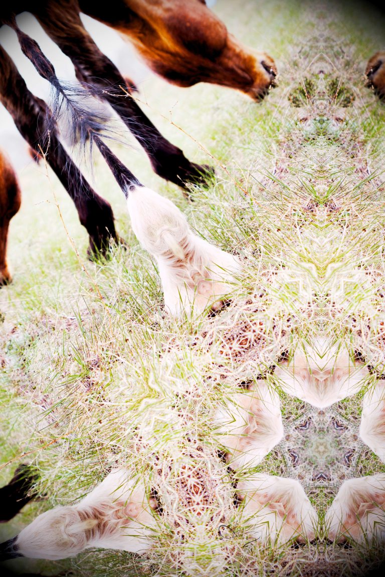 IMG 1346 Mandala.download 768x1152