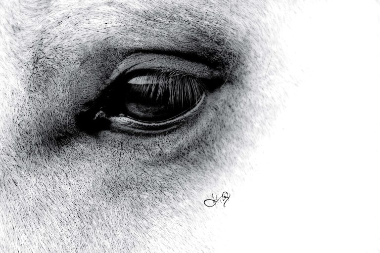 download BW.IMG 1778 768x512