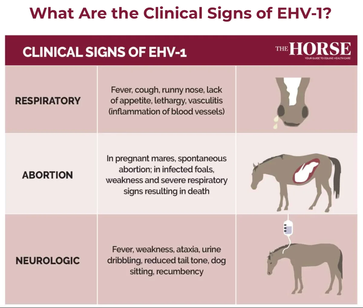 EHV-1 Clinic Symptoms Image by The Horse
